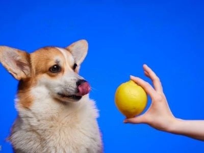 Are lemons toxic to dogs?