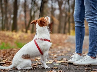 Early walking can be harmful for your neutered dog