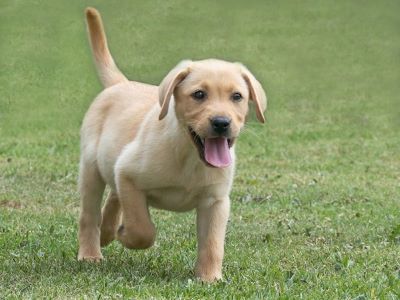 Strategies for faster recovery after neutering Strategies for faster recovery after neutering
