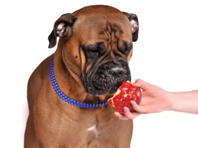 which fruits can dog eat?