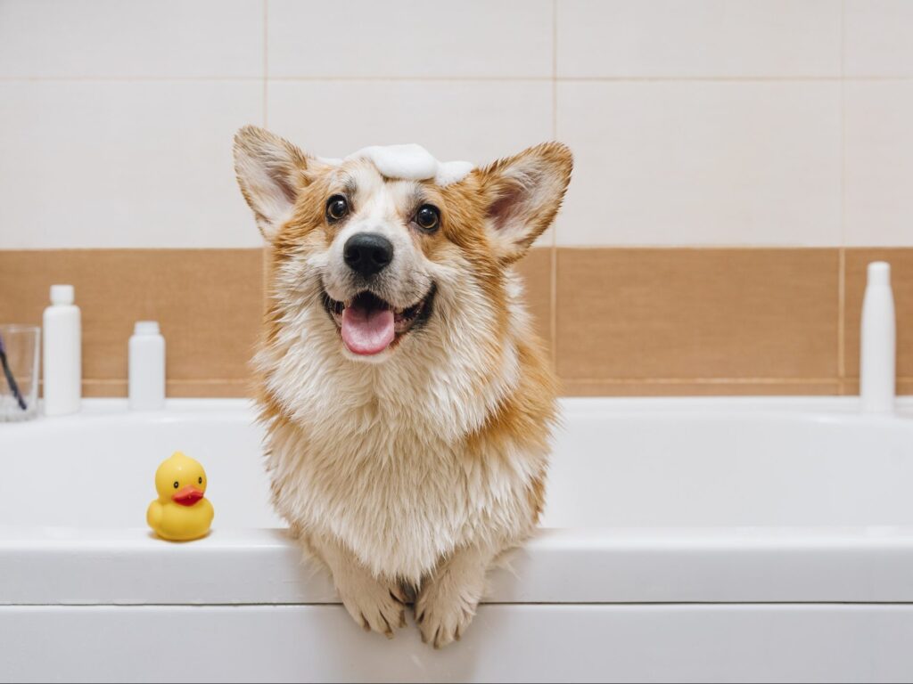 dog-happy-bathtub-cute