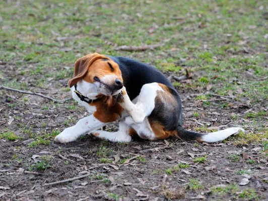beagle scratching