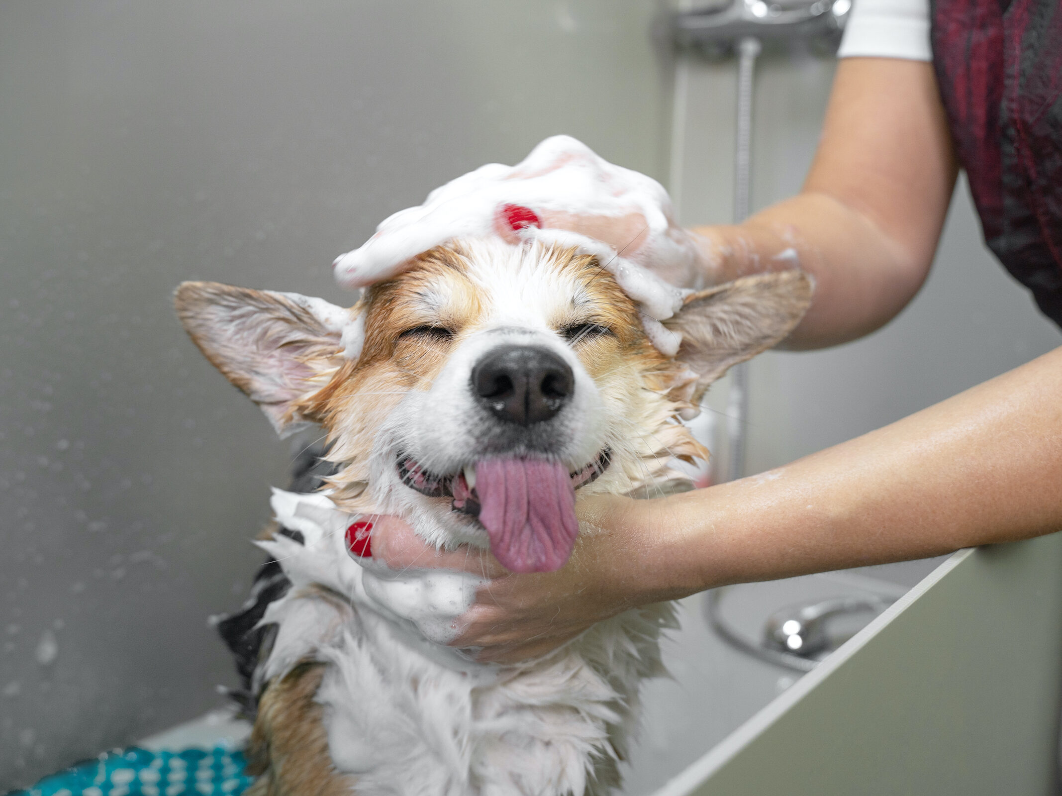 happy-dog-bathing