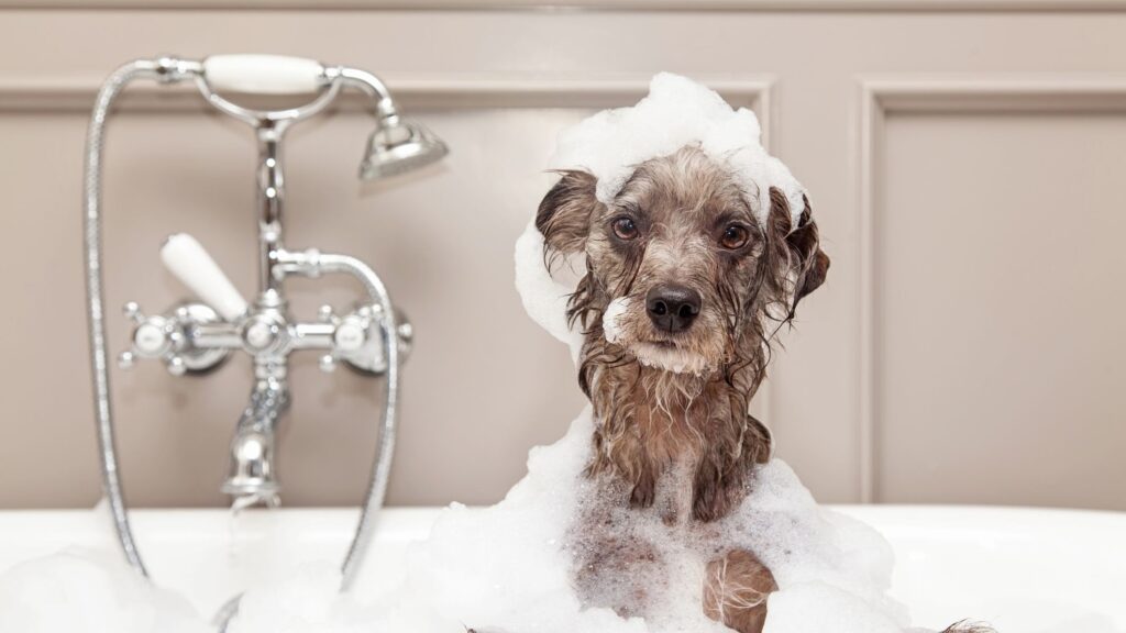 dog-bath-scary