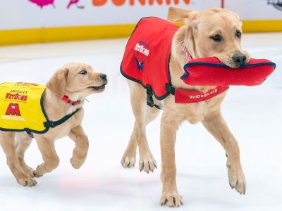 training a service dog