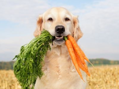 alternatives to dragon fruit for dog alternatives to dragon fruit for dog