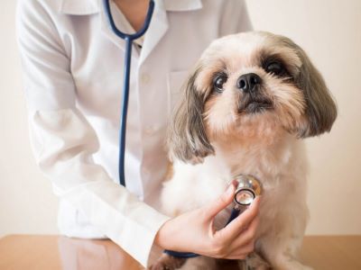 treatment of heartworm in dogs