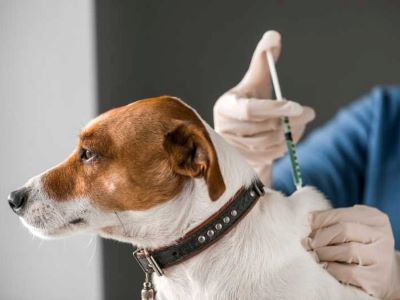 rabies vaccination