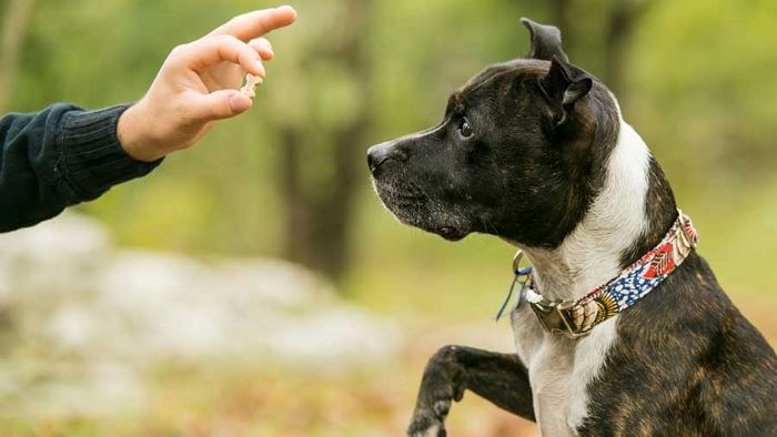 how much does dog training cost?