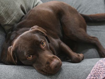 cushing's disease in dog