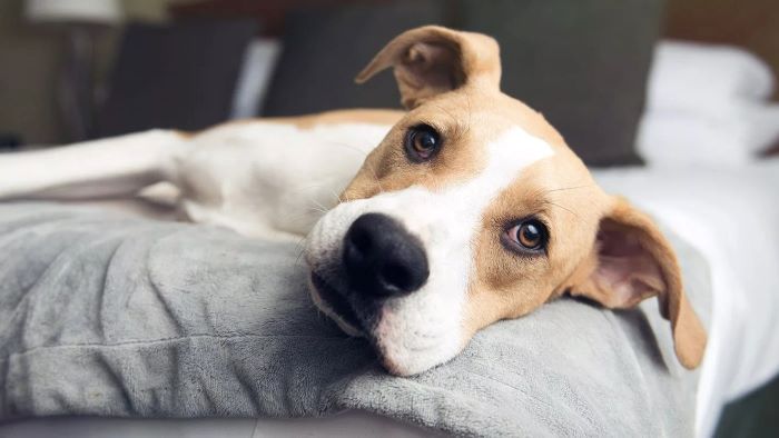 what causes heartworms in dogs?