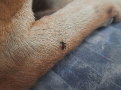 what causes heartworms in dogs? what causes heartworms in dogs?