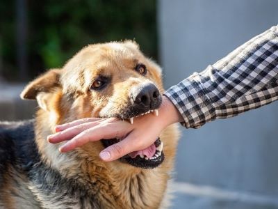 rabies in dogs rabies in dogs
