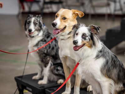 group dog training group dog training