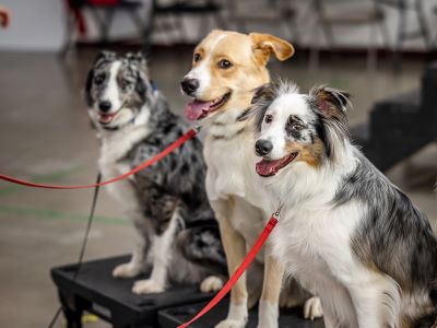 group dog training