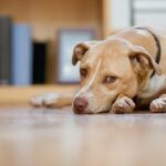 Ataxia in Dogs