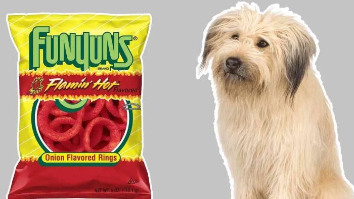 can dog eat funyuns