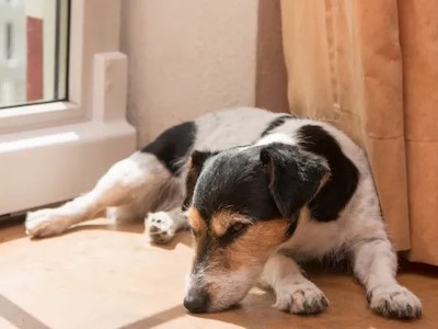 Causes of Ataxia in Dogs