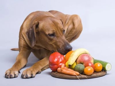 Healthy dog treats