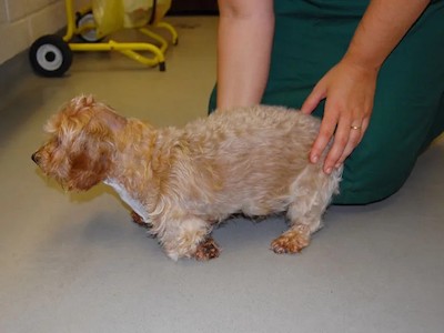 Dog Consluting a Vet Dog Consluting a Vet