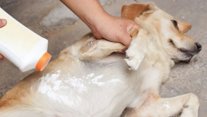 baby powders for dog