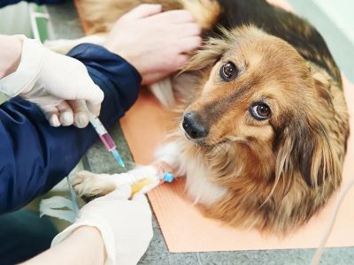dog medical examination