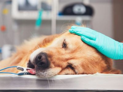 treatment of ataxia in dogs