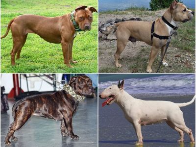 Adaption of dog breeds