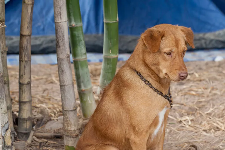 Can Dogs Eat Bamboo Shoots