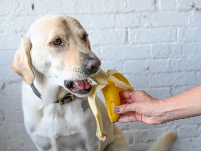 Alternatives to Bamboo Shoots for Dogs