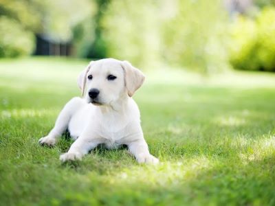 preventing dog from eating clover