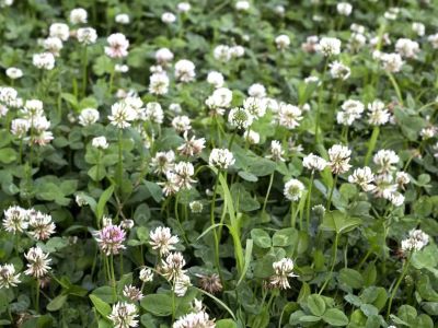 clover effects on dog clover effects on dogs
